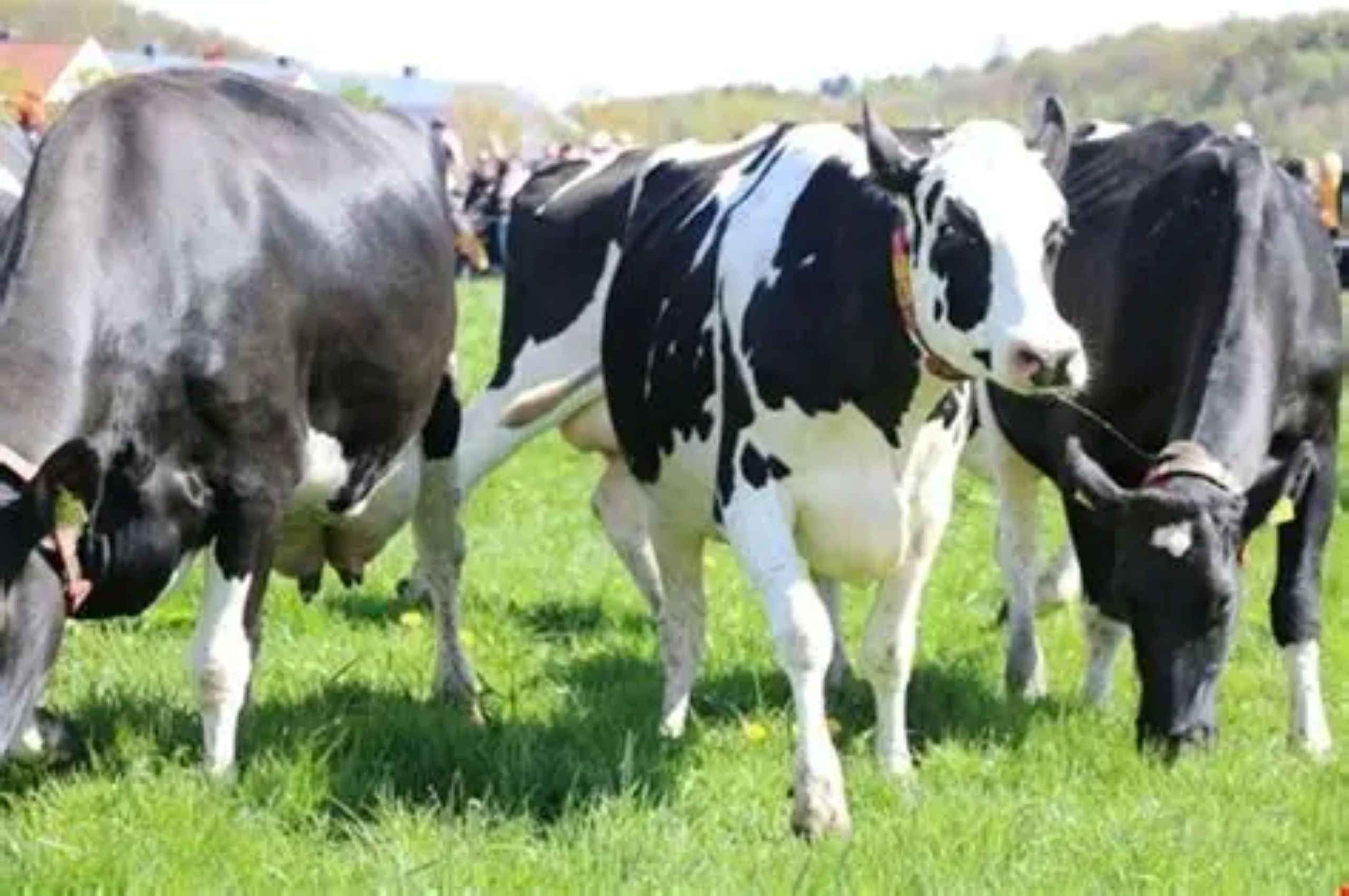 Holstein3
